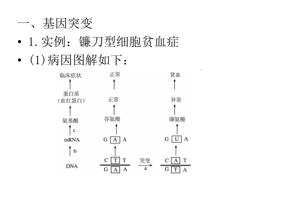 第一节基因突变和基因重组.pptx_第2页