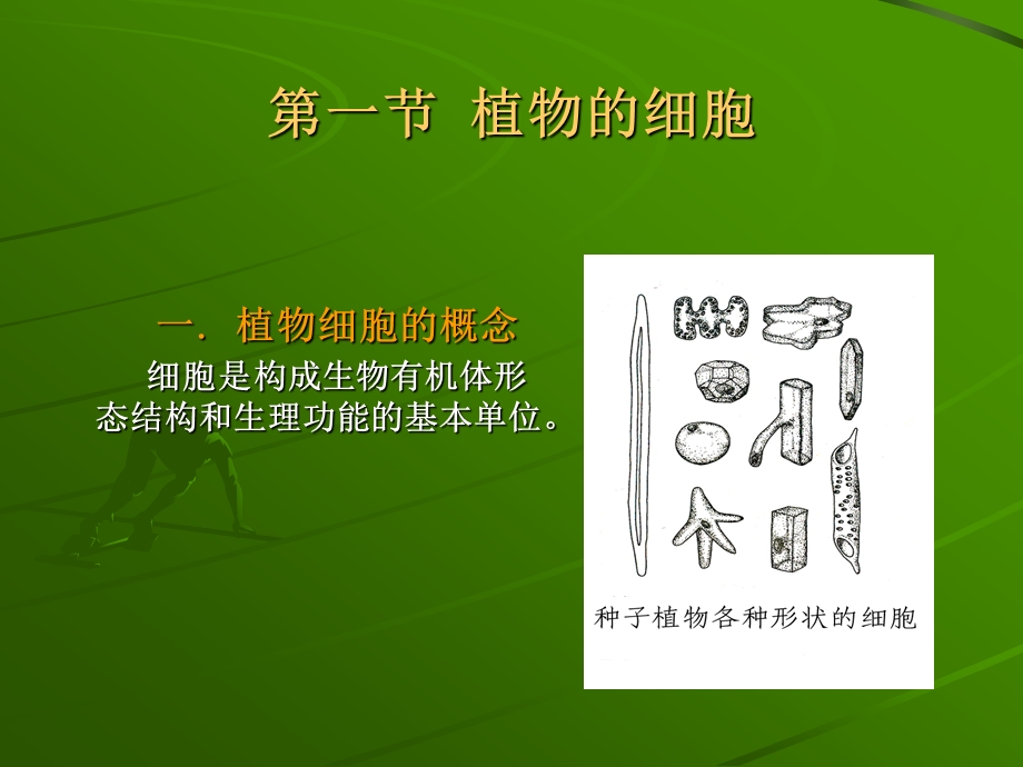 第一节植物的细胞名师编辑PPT课件.ppt_第2页