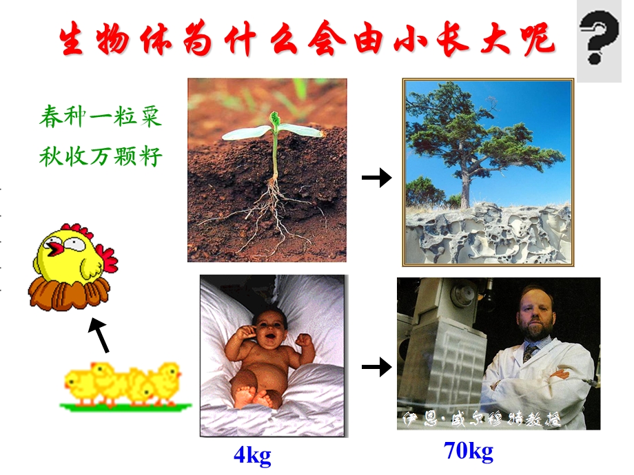 第一节细胞通过分裂产生新细胞2.ppt_第1页