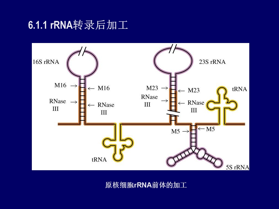 第6章转录后加工.ppt_第3页