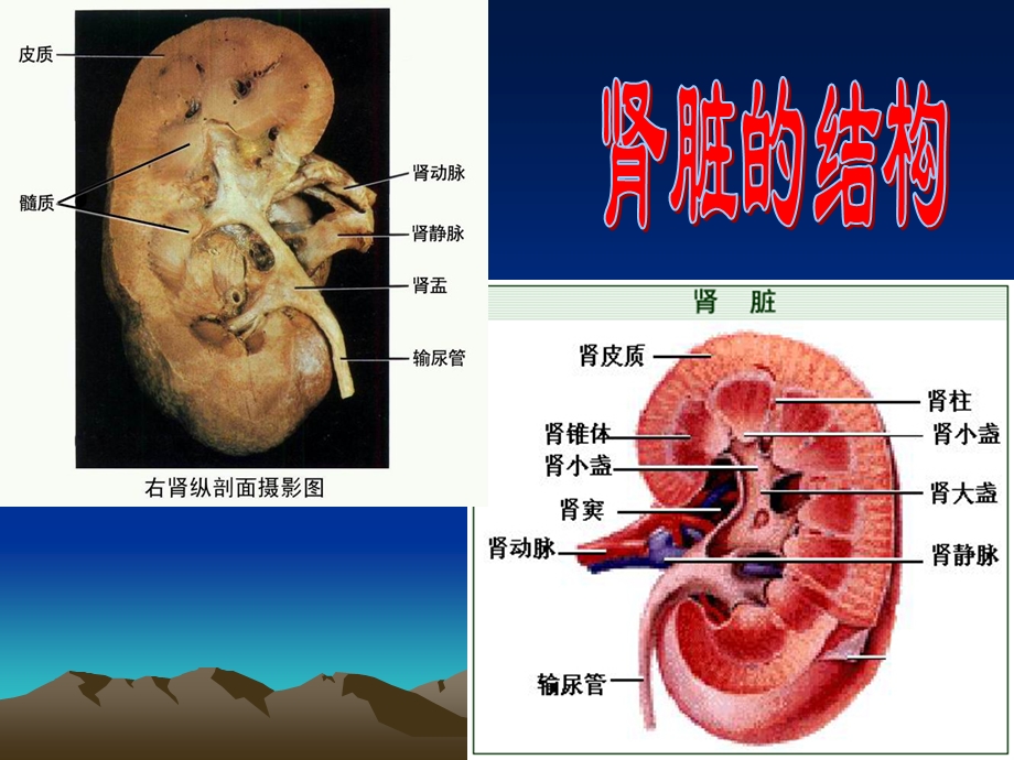 第一节尿的形成和排出天秀中学陈献雄名师编辑PPT课件.ppt_第3页