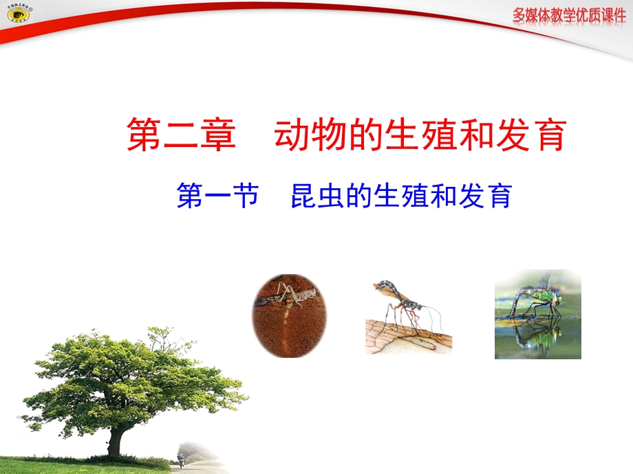 第一节昆虫的生殖和发育.ppt_第1页