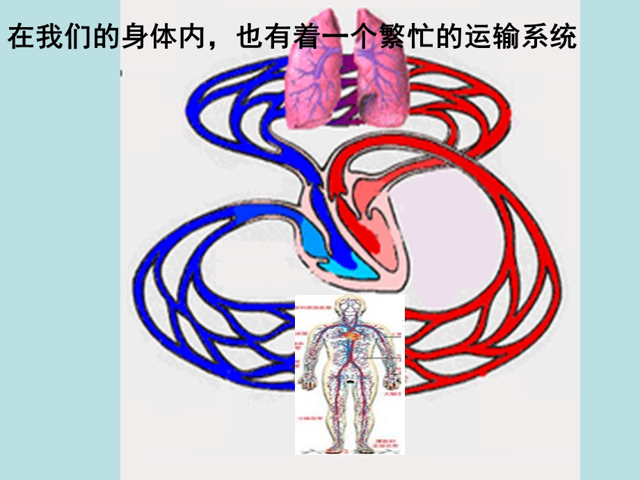 第一节流动的组织—血液.ppt_第2页