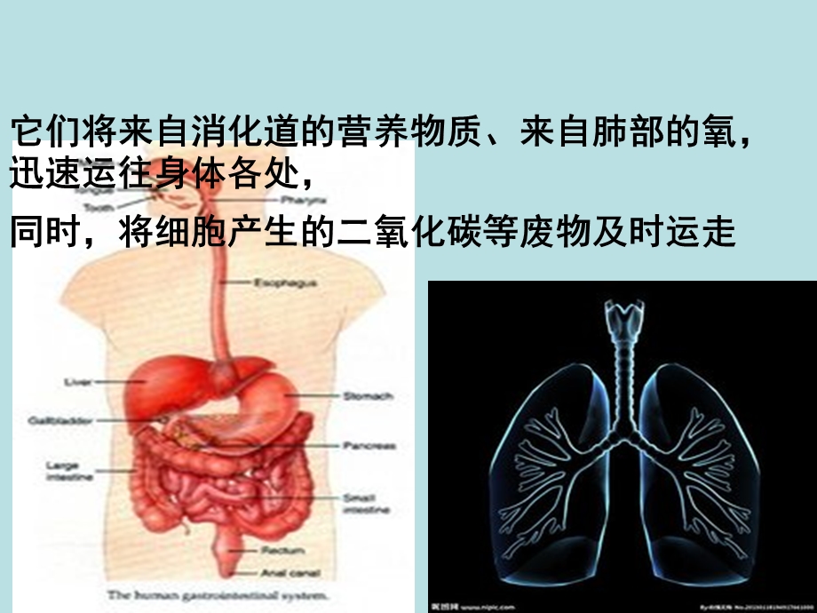 第一节流动的组织—血液.ppt_第3页