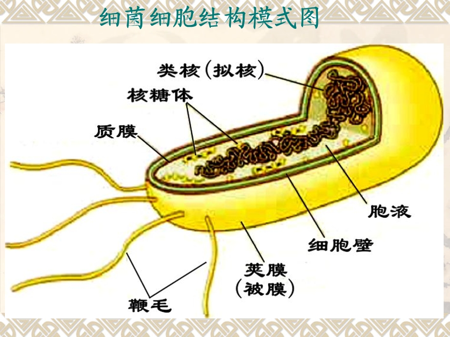 第6章：细菌的遗传分析.ppt_第3页