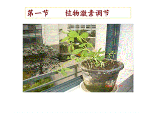 第一节植物激素调节名师编辑PPT课件.ppt