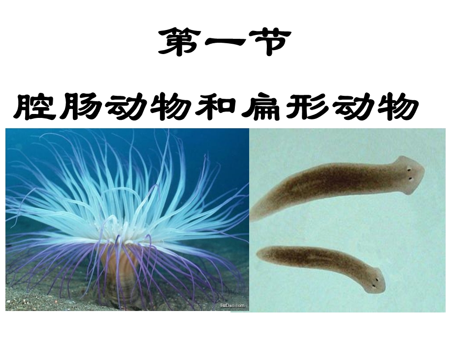 第一节腔肠动物和扁形动物.ppt_第1页