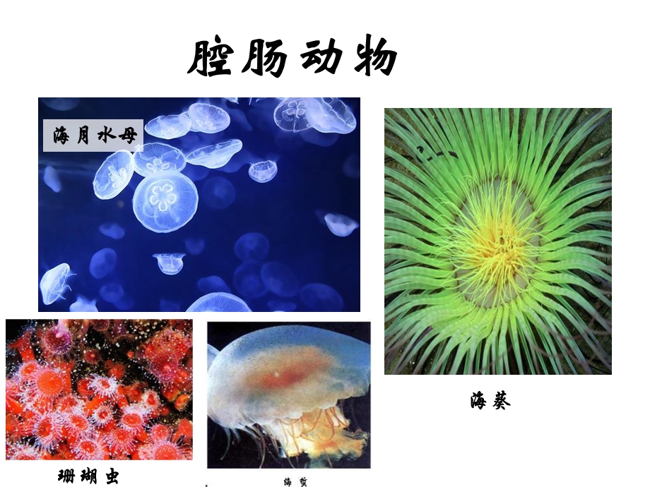 第一节腔肠动物和扁形动物.ppt_第2页