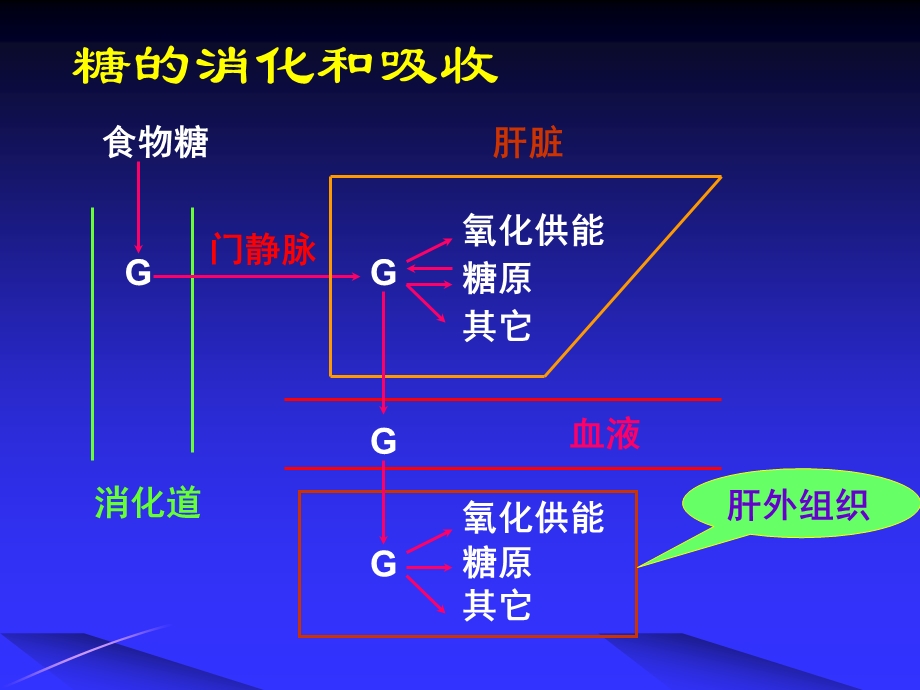 第6章糖代谢完成.ppt_第3页