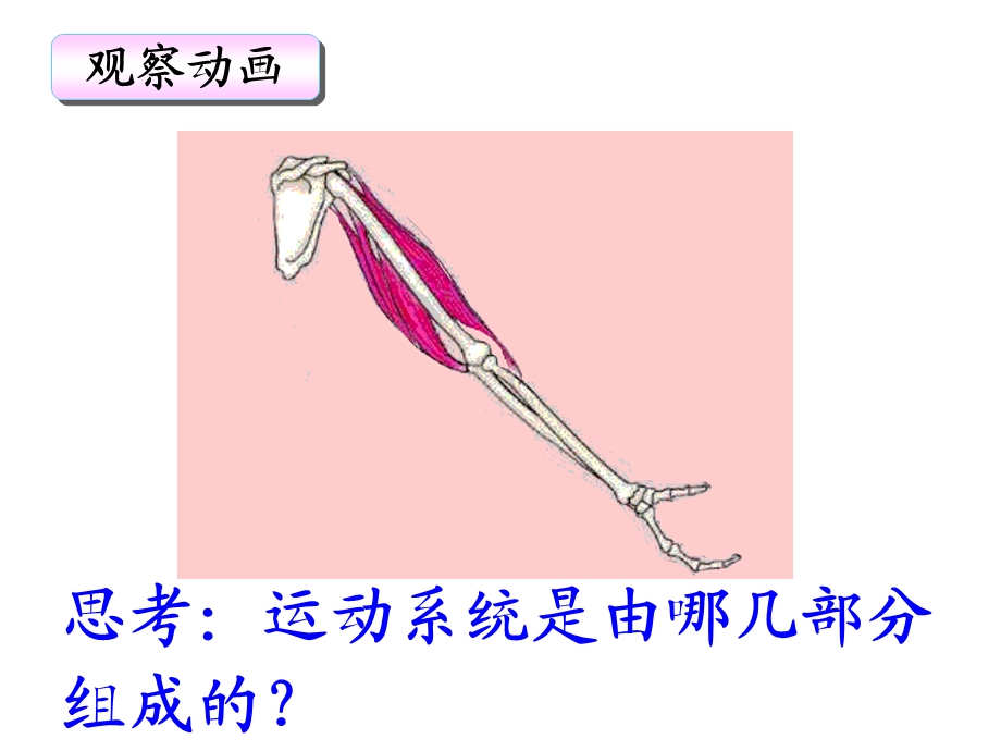 第一部分动物的运动教学课件名师编辑PPT课件.ppt_第3页