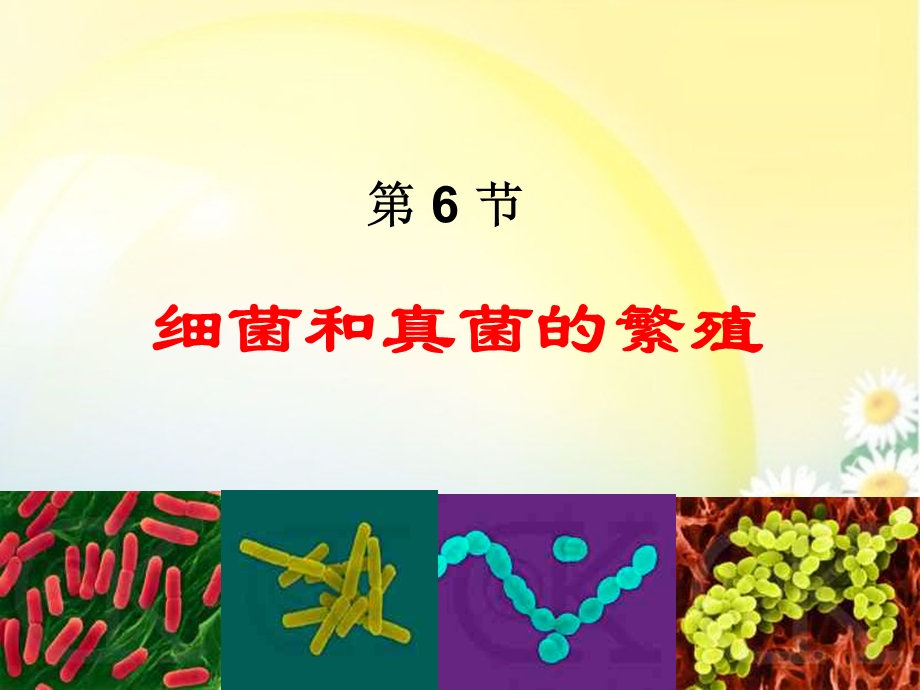 6细菌和真菌的繁殖.ppt_第1页