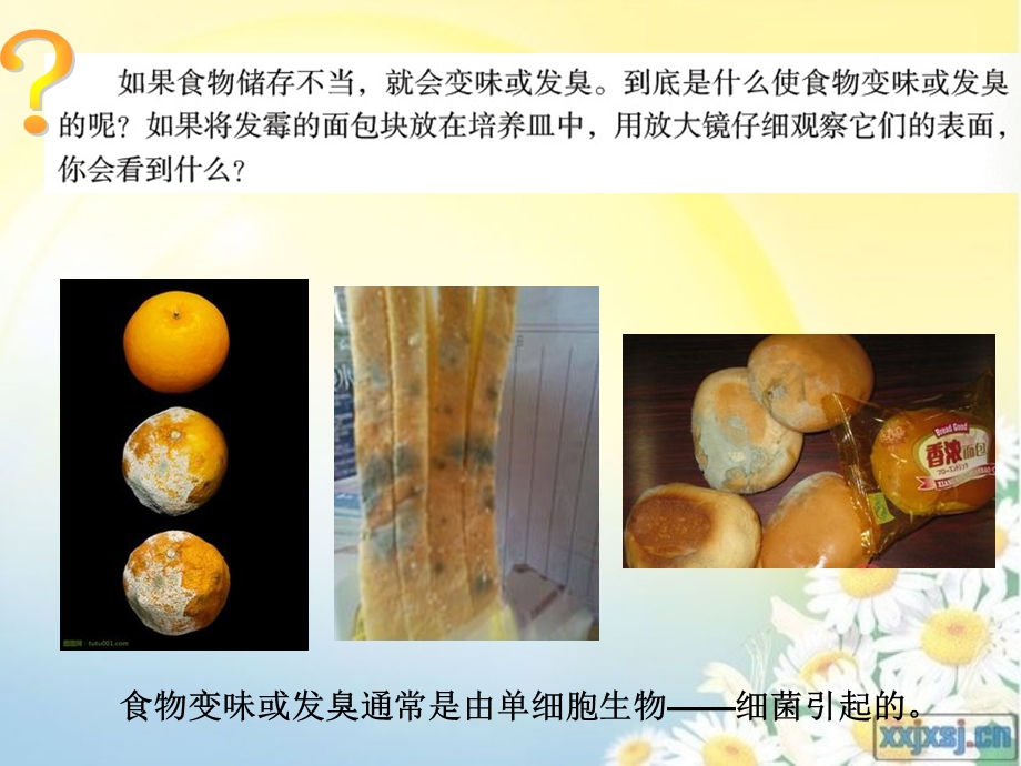 6细菌和真菌的繁殖.ppt_第2页