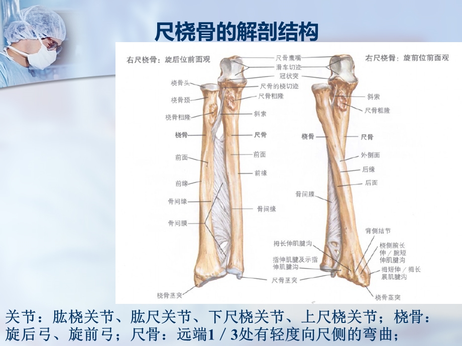 尺桡骨干双骨折.ppt_第3页