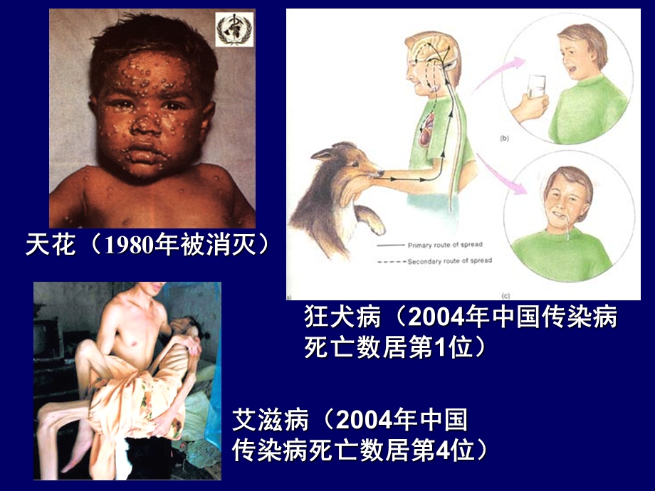 药本病毒学.ppt_第2页