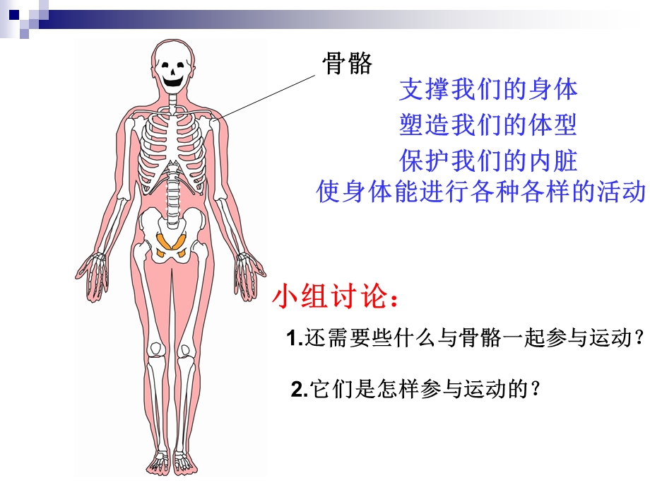 教科版小学科学《骨骼、关节和肌肉》课件.ppt_第1页