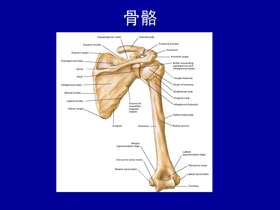 [临床医学]肩关节半脱位及肩手综合征.ppt_第3页