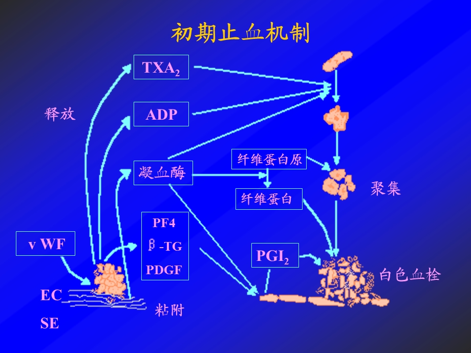 出血性与血栓性疾病诊断和治疗..ppt_第3页