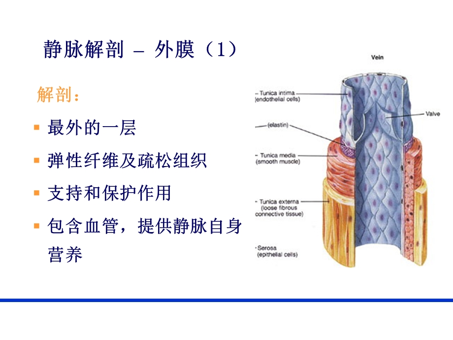 PICC导管相关性血栓形成及处理PICC 上肢静脉解剖及相关性血栓形成.ppt_第2页