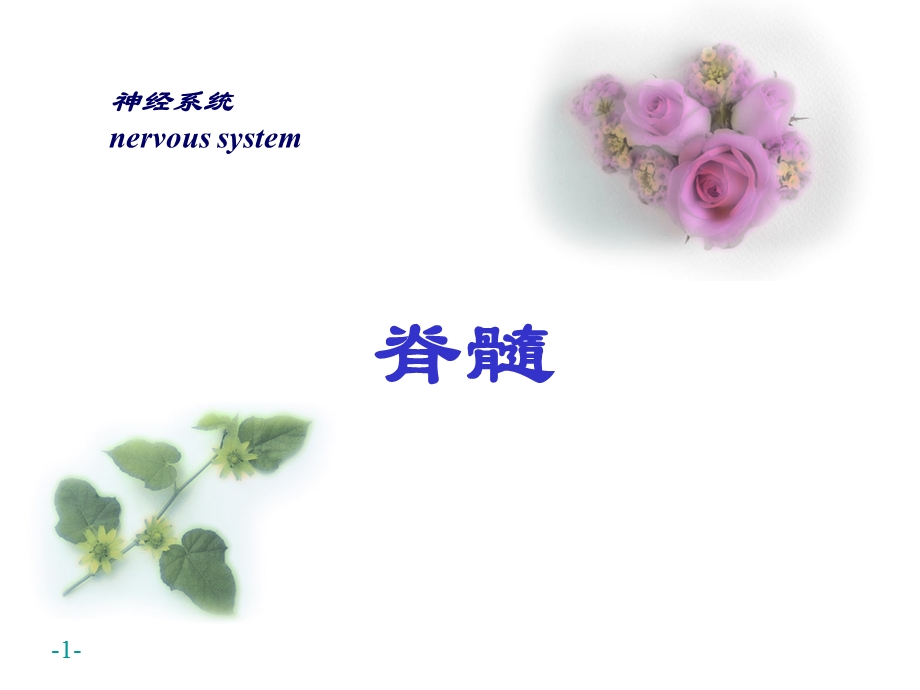 神经系统脊髓.ppt_第1页