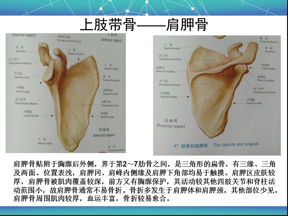 上肢骨折的术后护理.ppt_第3页