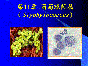 葡萄球菌属讲义（精品） .ppt