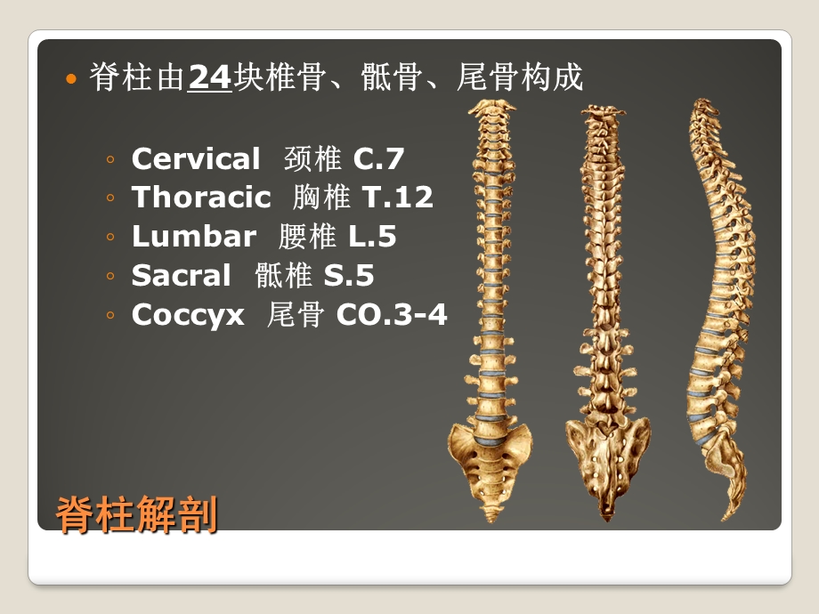 脊柱解剖基础与阅片.ppt_第2页