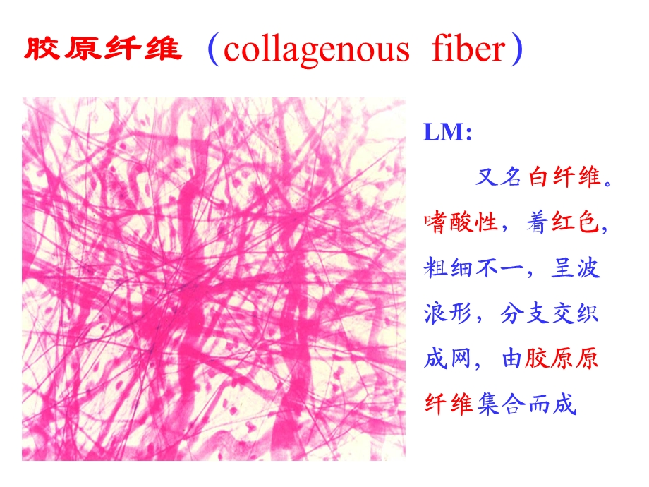 结缔组织(二)软骨肌组织.ppt_第3页