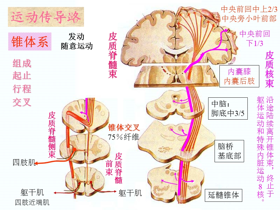 脊髓定位诊断精要.ppt_第2页