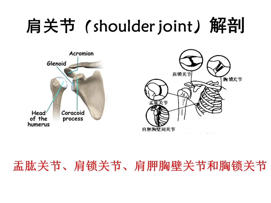 肩关节痛的鉴别诊断.ppt_第2页