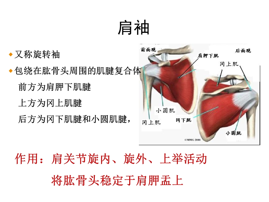 肩关节痛的鉴别诊断.ppt_第3页