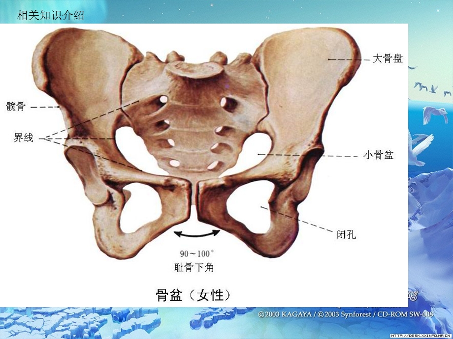 骨盆骨折的护理查房.ppt_第3页