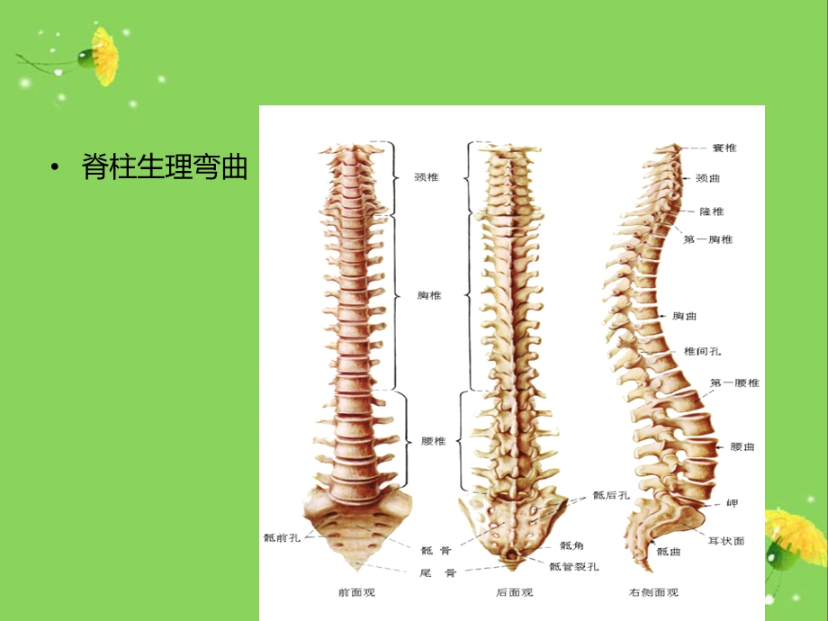 脊柱骨折护理2.ppt_第3页