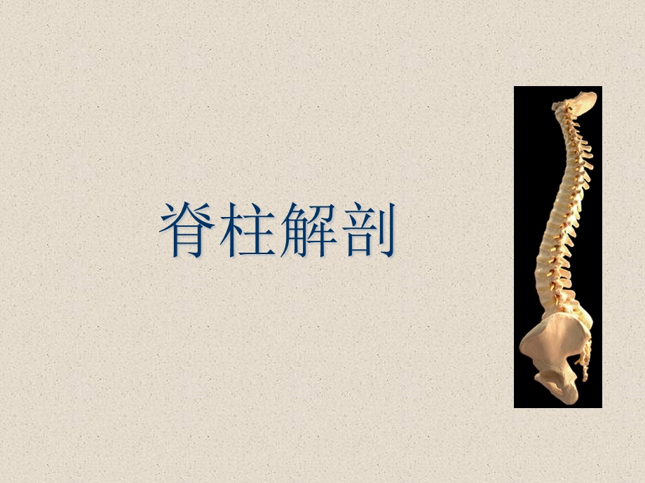 脊柱解剖基础.ppt_第1页