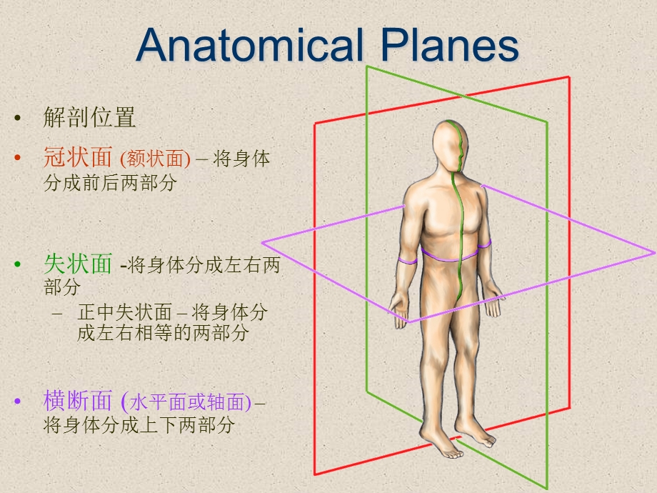 脊柱解剖基础.ppt_第2页