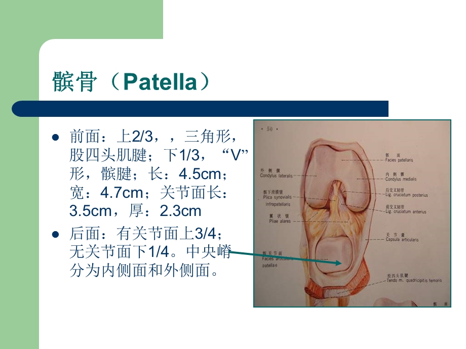 髌股关节紊乱.ppt_第2页