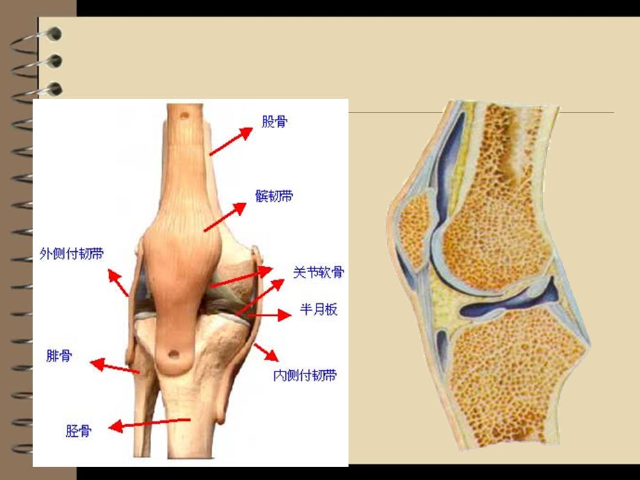 人工全膝关节置换术后护理.ppt_第3页