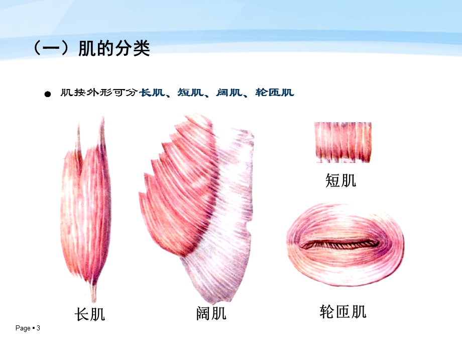 运动系统骨骼肌介绍.ppt_第3页