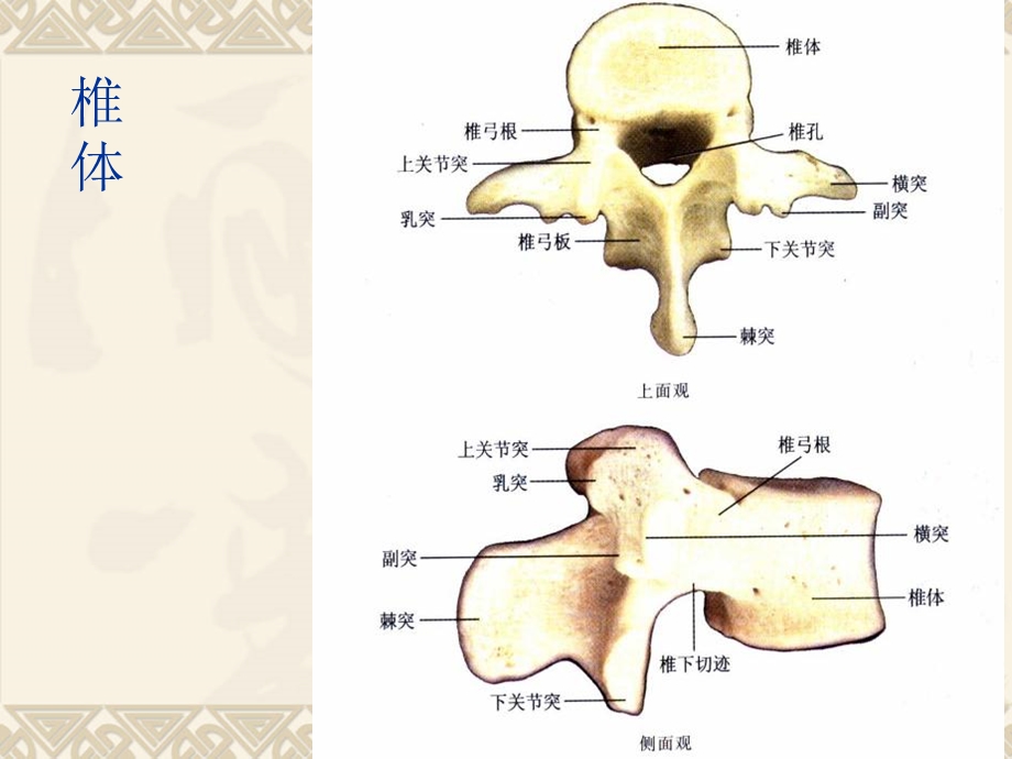 腰椎病.ppt.ppt_第3页