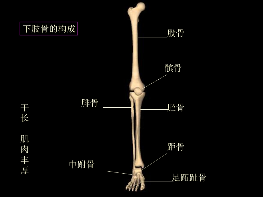 下肢骨折[精彩].ppt_第2页