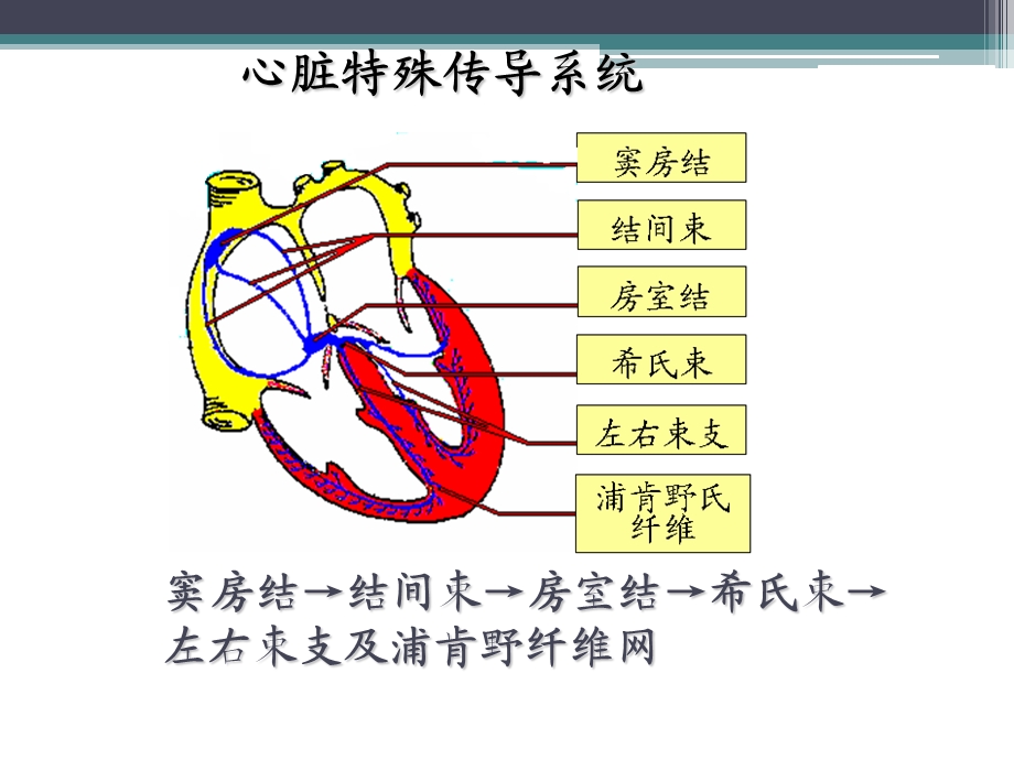 心律失常患者的护理.ppt_第3页