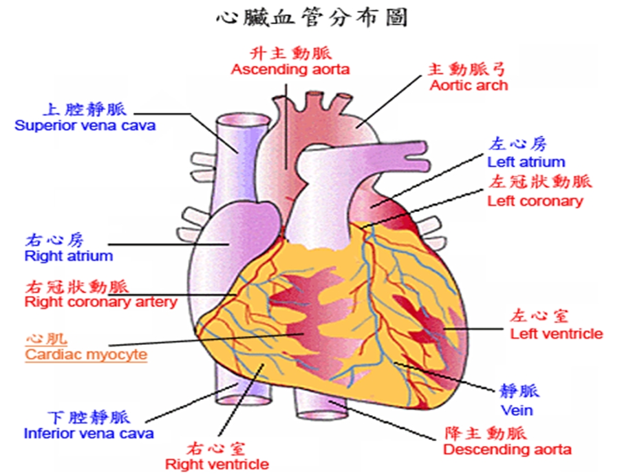 急性心梗患者介入术后护理精要.ppt_第2页