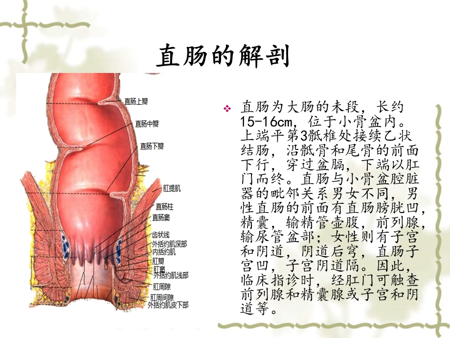 直肠穿孔的护理查房.ppt_第3页