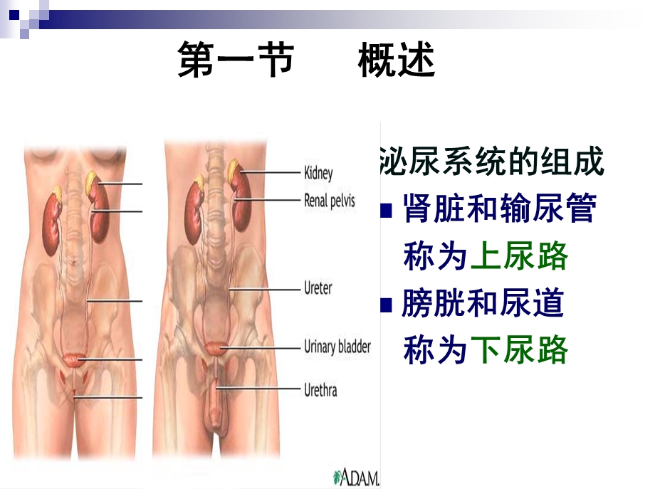 泌尿系统疾病的护理.ppt_第3页