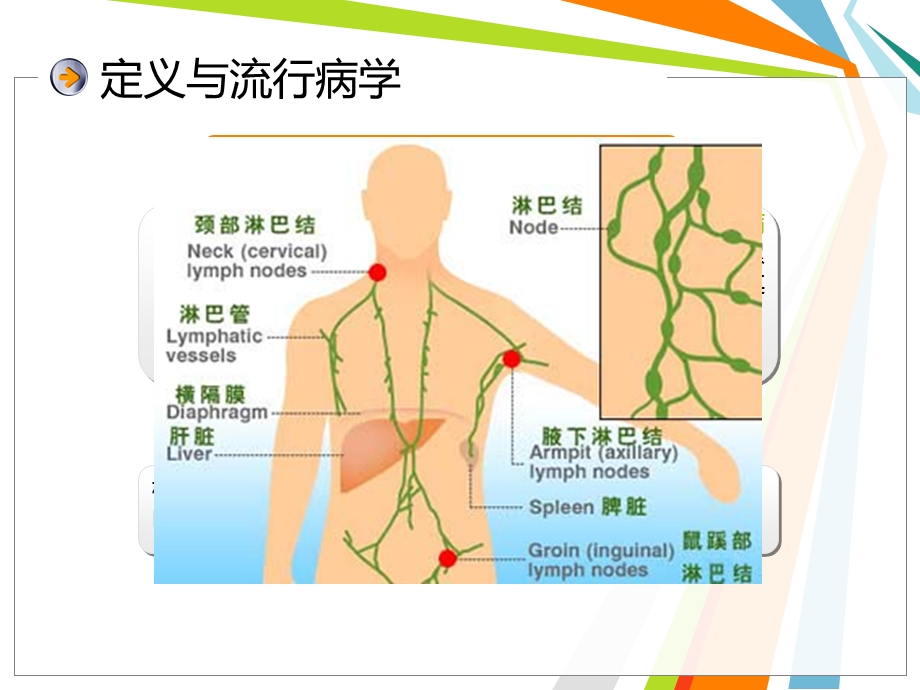 淋巴瘤查房幻灯片.ppt_第3页