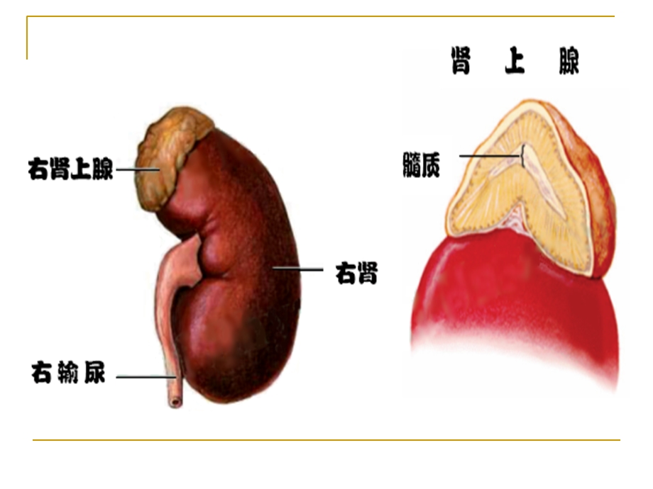 第30章肾上腺皮质激素.ppt_第3页