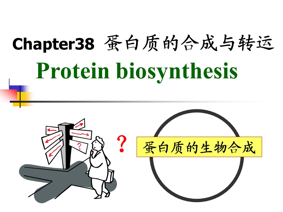 第38章蛋白质的合成与转运.ppt_第1页