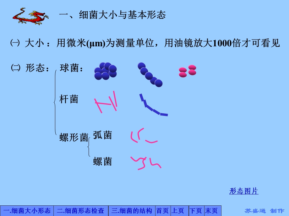 第2章细菌概述第1节细菌形态与结构.ppt_第2页