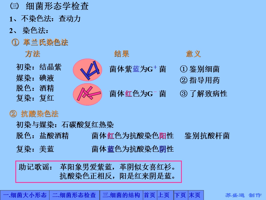 第2章细菌概述第1节细菌形态与结构.ppt_第3页