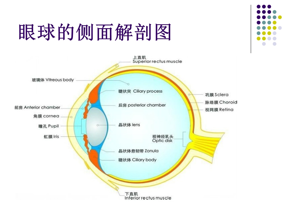 真菌性角膜炎.ppt_第3页