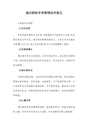 福白菊秋冬季管理技术意见.docx